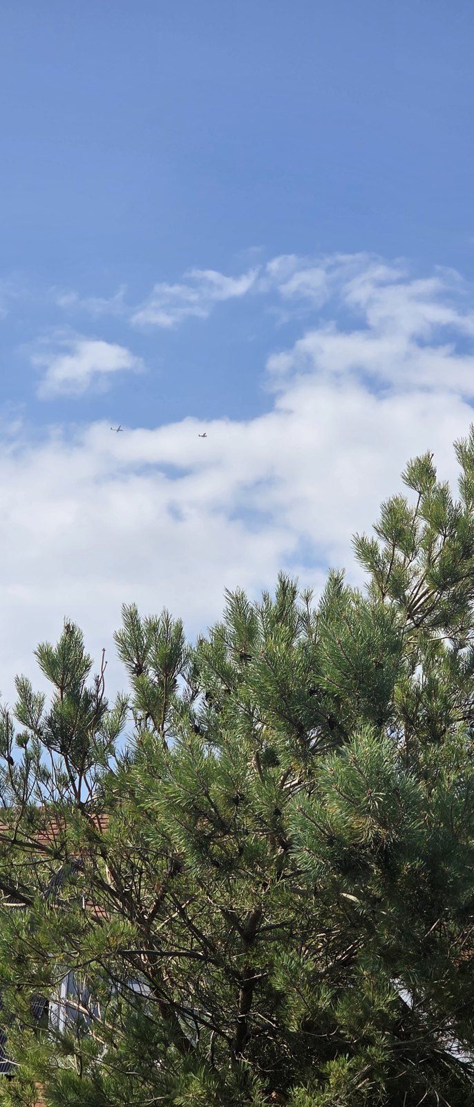 A glider and a tug aircraft high above the estate, seen through the branches of a Monterey pine against a blue sky