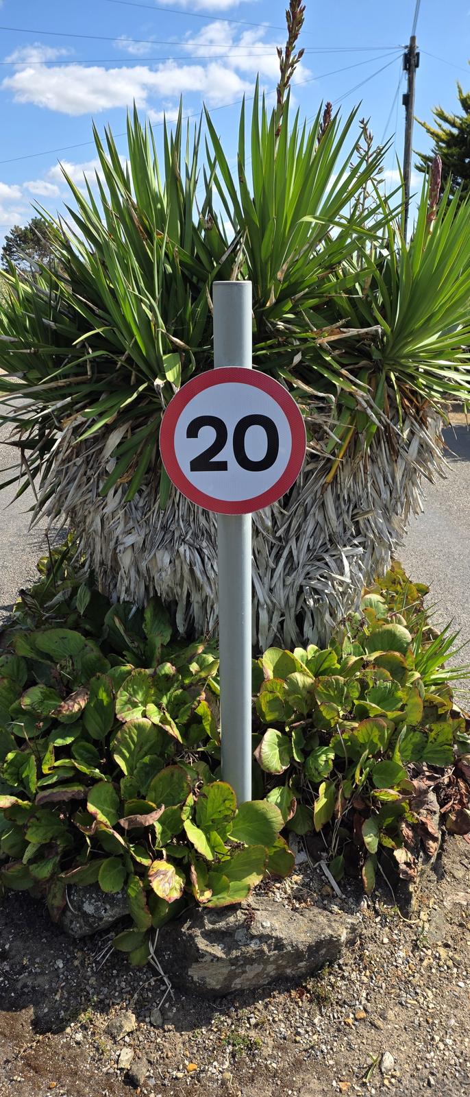 A red and white 20 mph speed limit roundel on a slim post, standing in a planted bed among the spiky leaves of a cordyline and the broad leaves of bergenia, beside the road