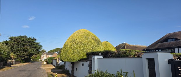 Two enormous dome-shaped clipped hedges above a white wall, with a thatched roof behind