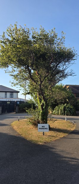 A NO PARKING sign on the grass roundabout at the end of Sea Way