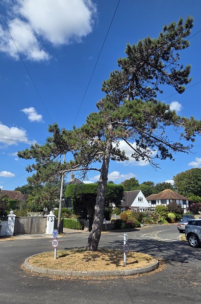 The roundabout at the junction of South Walk and West Close, with its single leaning pine and two 20 mph signs