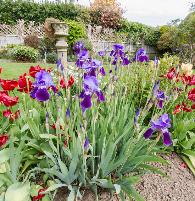 Purple irises and red tulips in a garden border in late spring