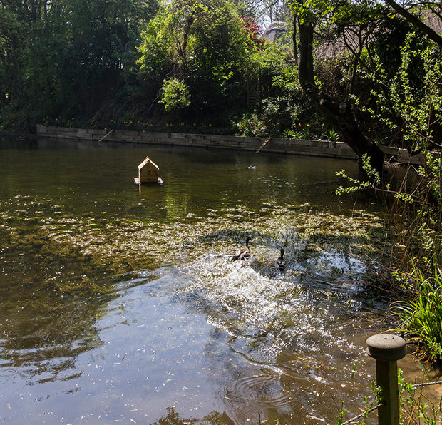 Ducks on the village pond in spring with a wooden duck house